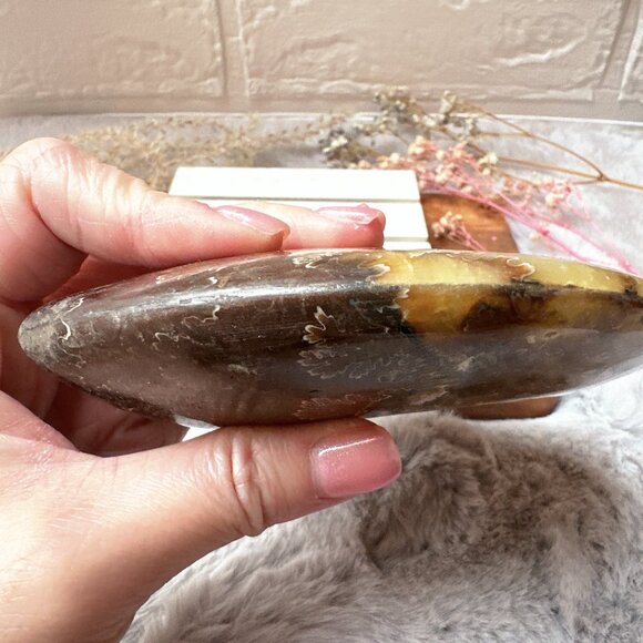 Gorgeous Ammonite Fossil | Ammonite Specimen - Picture 6 of 6